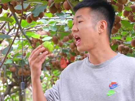 很多人都没有吃过正宗的徐香猕猴桃 #新鲜采摘 #优质农产品视频封面