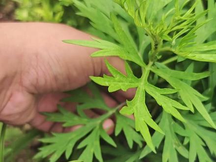 几种可以驱虫的菊科植物 #巴斯夫 #除虫菊素#植物驱蚊视频封面