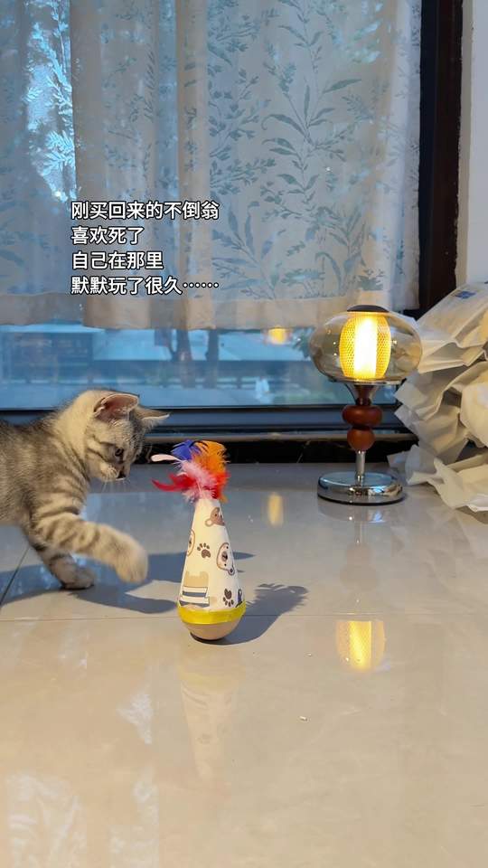 超喜欢 当小猫拥有了好玩的玩具#猫咪视频封面