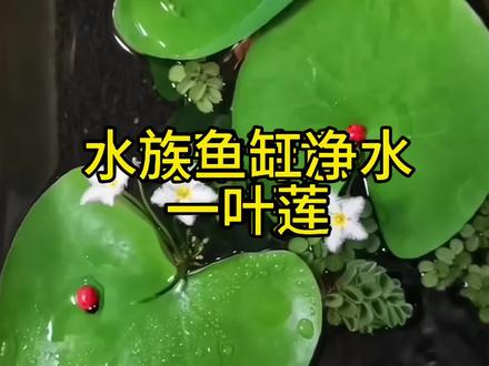 鱼缸造景不好看，可以试试这个一叶莲，净水能力强，根系鱼儿也喜欢，养鱼养龟观赏都可以 #一叶莲 #鱼缸造景 #净水绿植 #水培植物视频封面