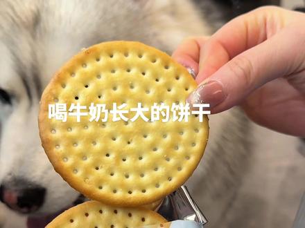 巨好吃真的，而且很便宜！ #草原牛乳大饼干 #喝牛奶长大的饼干 #牛奶饼干#饼干视频封面