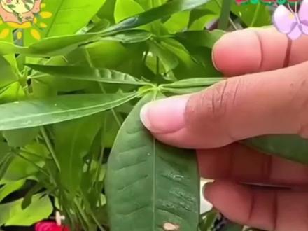 每盆花都插一下， 用不了多久花苞蹭蹭冒#养花#花卉绿植视频封面