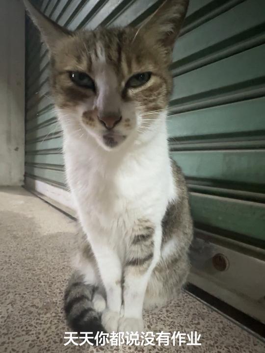 学校回来一本书都没带！ #煤球#丑猫#猫#萌宠出道计划 #家有萌宠视频封面
