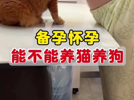 备孕怀孕到底能不能养猫养狗 #怀孕养猫 #备孕 #养猫经验分享 #新手养猫 #弓形虫孕妇视频封面