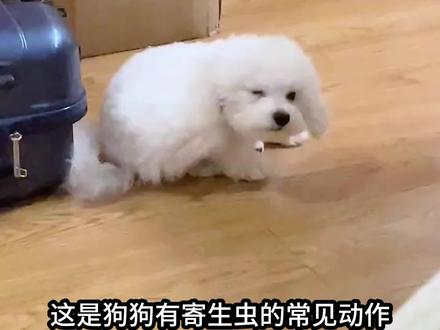 宠物驱虫正确选择，你知道吗？选这款巧小熊非泼罗尼滴剂，帮你避免踩雷还省钱！视频封面