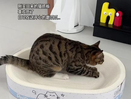 超喜欢 现在都用这种白牛卡纸的了#猫咪视频封面