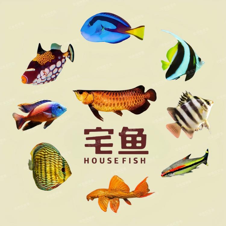 宅鱼品牌Logo