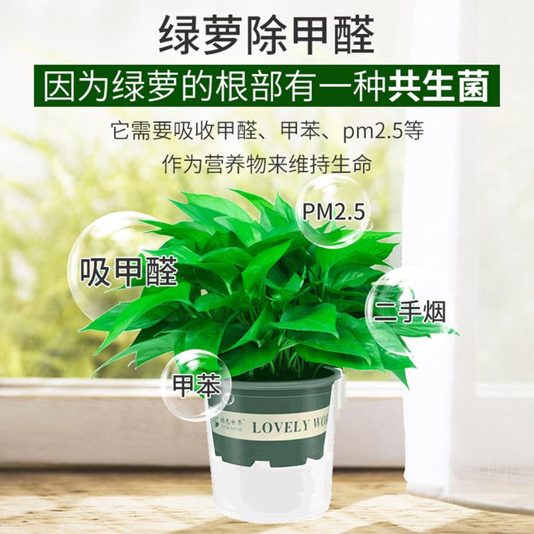 百花馨品牌Logo