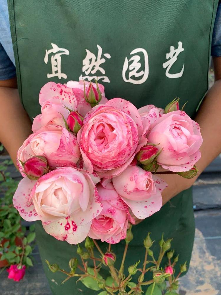 黑哥的花园品牌Logo