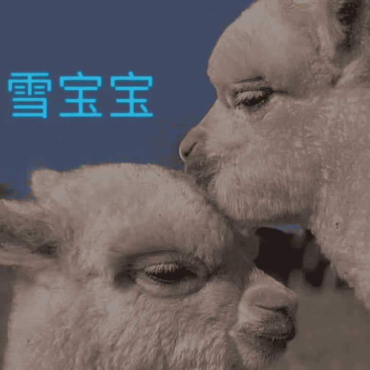 KNO旗舰店羊绒正在直播直播封面