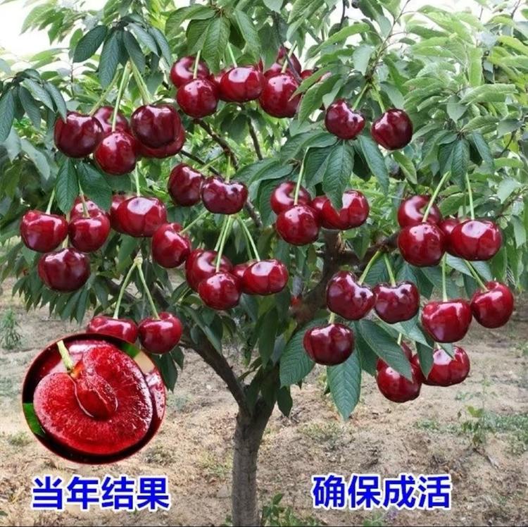 金舜果树苗木专营店