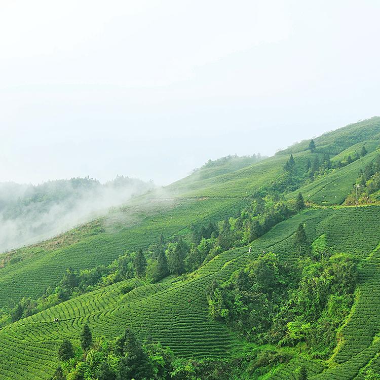 雷公山银球茶业专营店