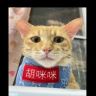 渣渣娇的流浪喵抖音达人头像