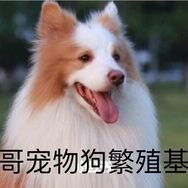 强哥宠物繁殖基地1抖音达人头像
