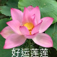 粒裕百货店抖音号头像