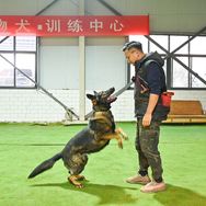 李凯训犬抖音达人头像
