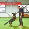 李凯训犬抖音达人头像