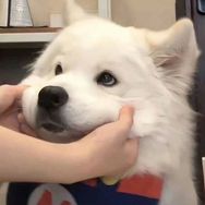 陈法蓉｜小狗日记（🐶）抖音达人头像
