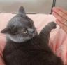 萌猫宝哥哥抖音达人头像