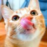 包子丶猫不易抖音达人头像