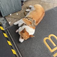bb的bb抖音达人头像