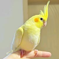 手养鹦鹉饲养员抖音达人头像