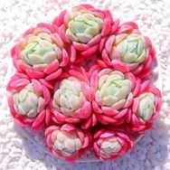 云南红太阳多肉抖音达人头像