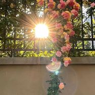 花开富贵抖音达人头像