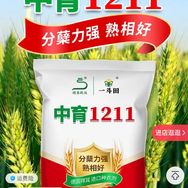 农业技术抖音号头像
