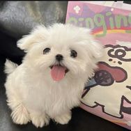 叫我诗诗抖音达人头像
