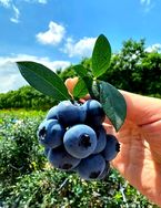 馥果香生鲜水果抖音号头像