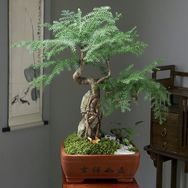 顺祥澳洲杉基地直销抖音达人头像