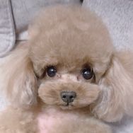 a浩私宠抖音达人头像