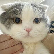 蛋蛋蛋包饭🐱🐶抖音达人头像