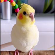 小☘️月🍀抖音达人头像