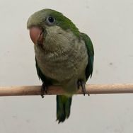 顺顺鹦鹉抖音达人头像