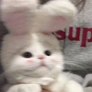 酷不起来了抖音达人头像