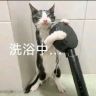 流浪猫福利院抖音达人头像