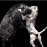 内蒙  猎峰公益护农队 老张抖音达人头像