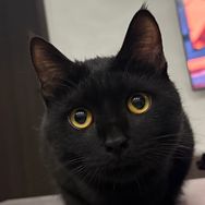 我有一只小黑猫抖音达人头像