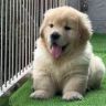 临沂依云金毛犬舍—钱兆振抖音达人头像