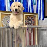 路虎金毛犬舍抖音达人头像