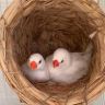 三喜🐣抖音达人头像