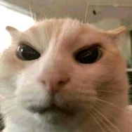 阿包老猫me抖音达人头像
