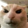 阿包老猫me抖音达人头像