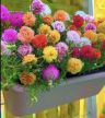 其繁花卉店抖音号头像