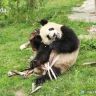 熊小猫抖音达人头像