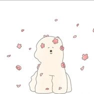 叮当抖音达人头像
