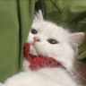 -猫猫冰-抖音达人头像