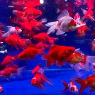 鱼多多水族馆抖音达人头像